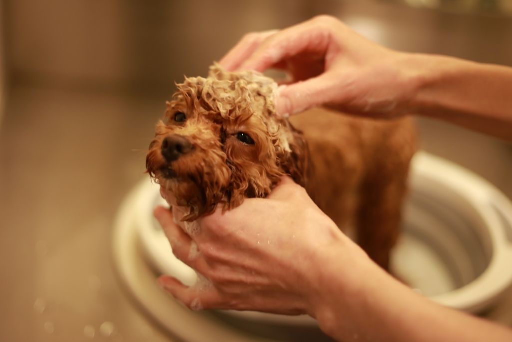 Die Bedeutung hypoallergener und naturlicher Shampoos fur Haustiere