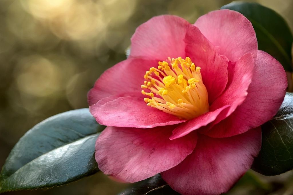 Kameliensamenol und die koreanische 10-Schritte-Hautpflegeroutine_ So geht