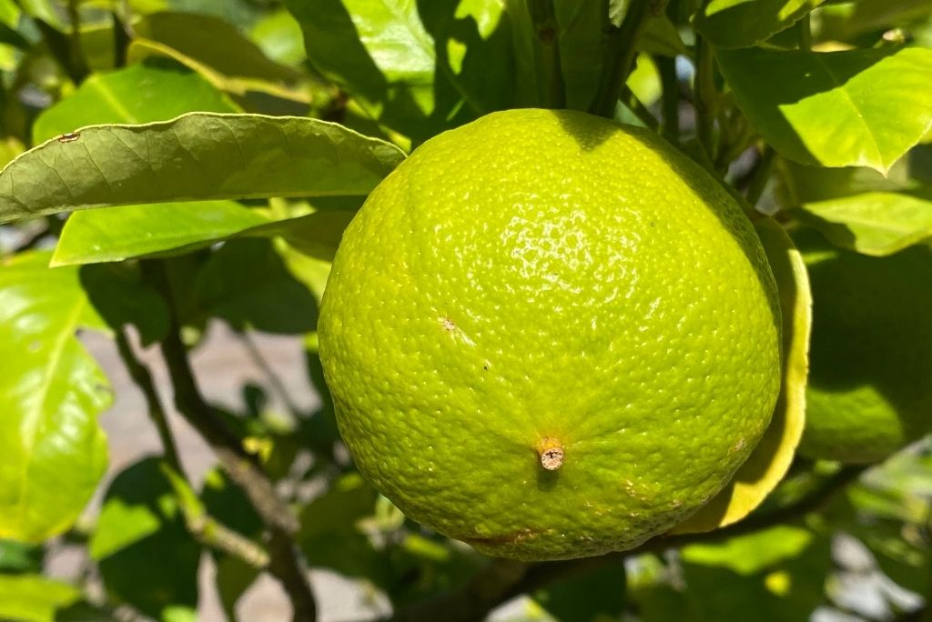 Naturliche Ole in der Haarpflege_ Wie Amyris-, Bergamotte- und Melissenol Ihr Haar transformieren konnen