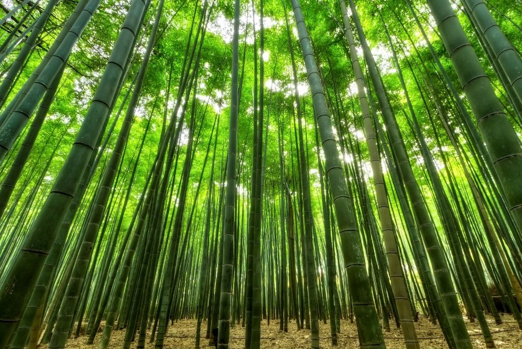 Bambus Aktivkohle in der Koreanischen Hautpflege